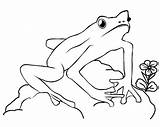Frog Coloring Pages Frogs Color Outline Kids Print Cycle Printable Life Template Preschoolers Pads Lily Clipart Popular Drawings Library Lilypad sketch template