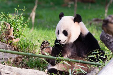 9 Things You Never Wanted To Know About Giant Panda Sex But We Asked
