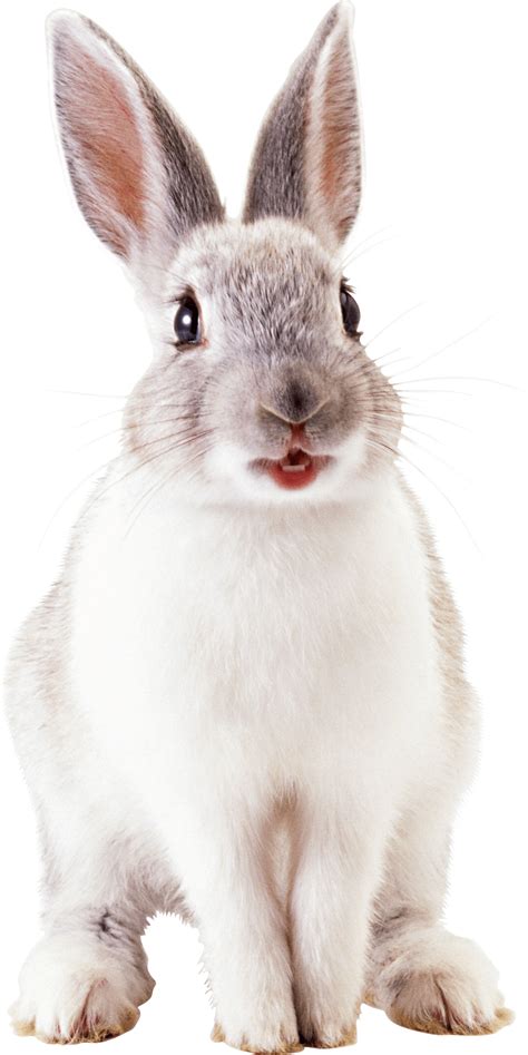 white cute rabbit png image