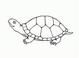 Turtle Coloring Pages Printable Sea Library Clipart Tortoise sketch template