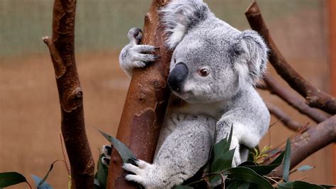Dead Koala Found Screwed To Post In Australian Park Fox News