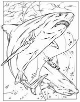 Shark Coloring Pages Megalodon Printable Color Basking Print Animals Kids Adult Realistic Sheet Colouring Adults Great Nurse Bruce Sheets Animal sketch template