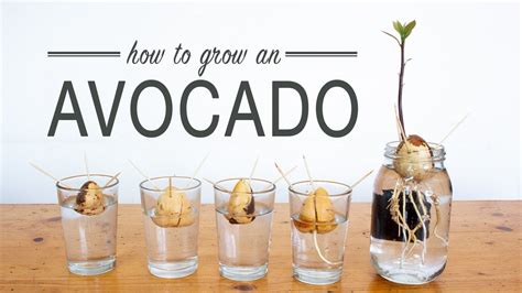 How To Grow An Avocado From Seed Youtube