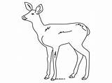 Coloring Fawn Forest Animals sketch template