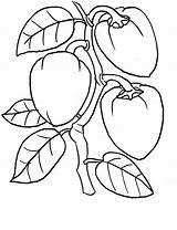 Coloring Pages Pepper Coloringtop sketch template