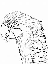 Papegaai Kleurplaat Papegaaien Papagei Papageien Kleurplaten Macaw Malvorlage sketch template