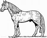 Horse Coloring Printable Pages Awesome Coloringbay sketch template