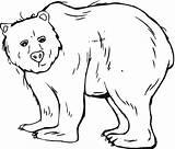 Bear Coloring Pages Grizzly Template Coloriage Printable Bears Templates Animal Color Sheets Print Colouring Imprimer Kids Outline Sheet Cute Dessin sketch template