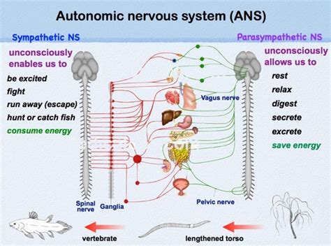 What Is The Autonomic Nervous System Responsible For Slideshare