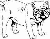 Bulldog Coloring Pages English Printable Dog Decals Pug Mastiff Bulldogs Customize Nose Decal Sticker Graphic Line Georgia Sheets Getcolorings Color sketch template