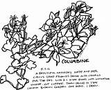 Columbine sketch template