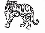 Sumatran Tiger Coloring Designlooter Healthy National Park Print Size sketch template