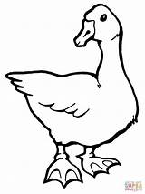 Goose Pages Coloring Printable Colouring Print Kids Duck Birds Supercoloring Color 1600 1200 Silhouettes Gooses Recommended sketch template