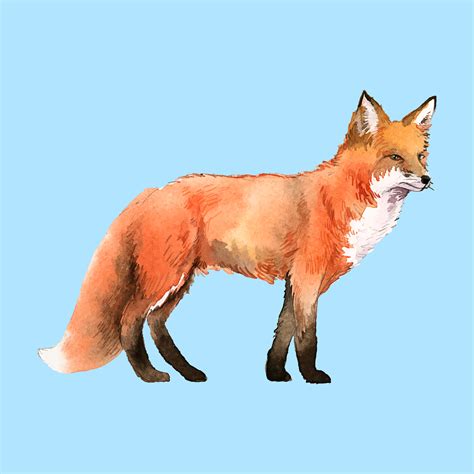 hand drawn fox watercolor style   vectors clipart