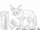 Fennec Fox Coloring Pages Baby Drawing Cute Realistic Foxes Red Winged Cat African Color North Drawings Printable Kids Animal Kitsune sketch template