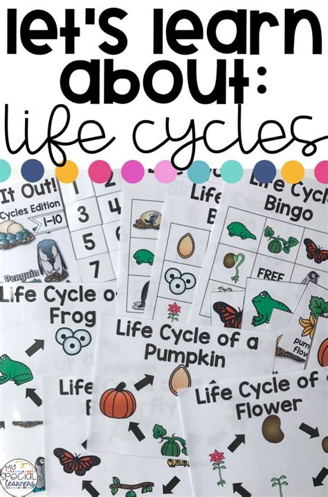 life cycles activities  special education differentiation activities life cycles