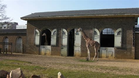 giraffe enclosure  zoochat