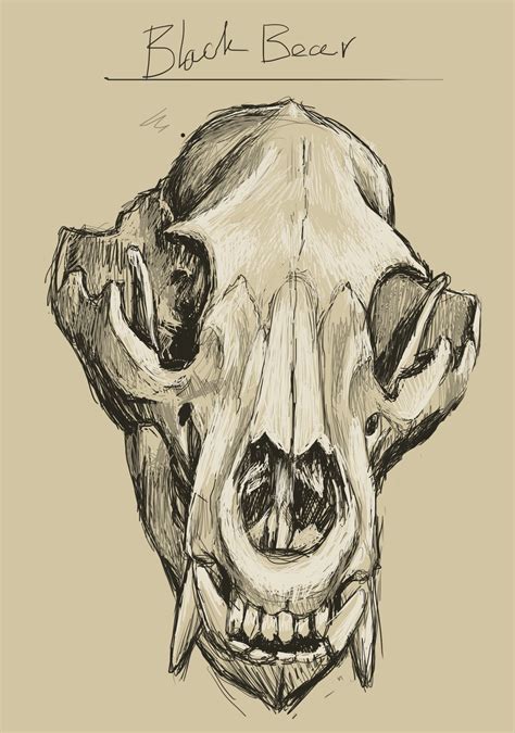 black bear skull  patiteyeti  deviantart