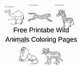 Animals Coloring Wild Printable Pages sketch template