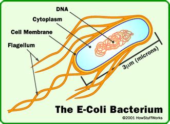 eubacteria examples classification