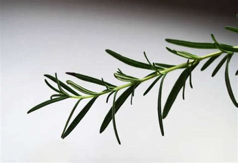 health benefits  rosemary leaf properties