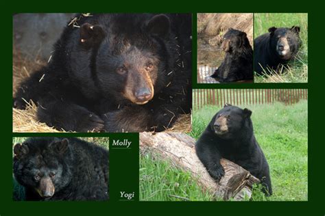 bear residents bear with us