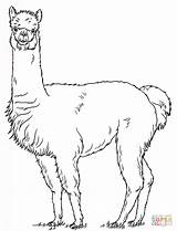 Coloring Alpaca Pages Printable Drawing sketch template