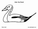 Coloring Pintail Duck Northern Exploringnature sketch template