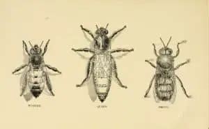queen bee    worker bee   drone beehourcom