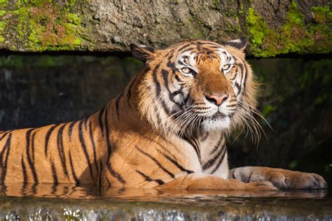 endangered tigers   world readers digest