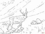 Reindeer Coloring Svalbard Pages Deer Skip Main Animals Animal Printable Drawing Categories sketch template
