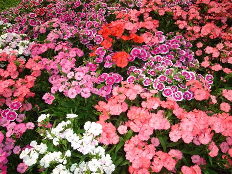 fileflower garden   tak thailand jpg