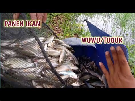 perangkap ikan tradisional panen ikan  tuguk youtube