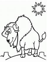 Bison Coloring Desert Pages Coloringcrew sketch template