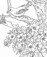 Iowa Goldfinch sketch template