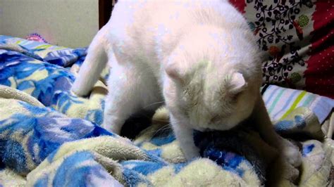 マッサージをする（人間の）猫 ～scottish fold cat～【massage cat】 youtube