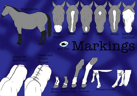 horse markings  croftequineart  deviantart