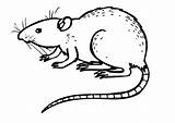 Rat Coloring Pages Drawing Animals Print Outline Color Kids Colouring Rats Printable Clipart Dangerous Scary Sheet Drawings Animal Paintingvalley Mice sketch template