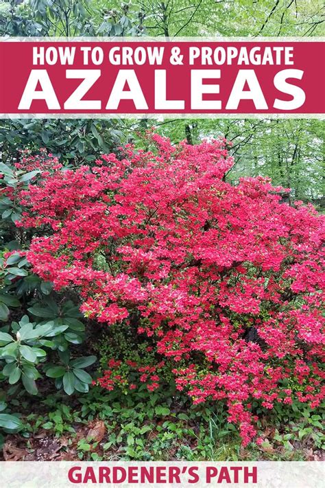grow  propagate azalea  rhododendron gardeners path