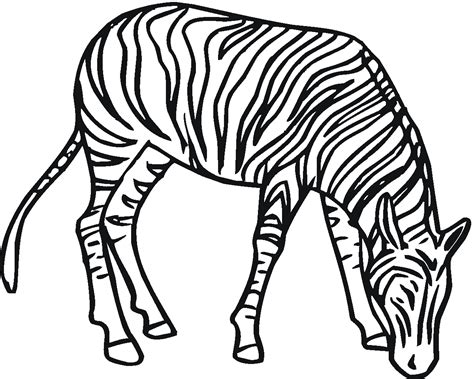 zebra  coloring  super coloring clipart  clipart