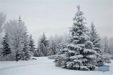 images  snowy trees google search snowy trees winter wonderland