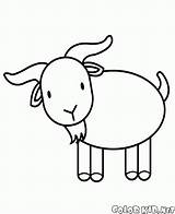 Coloring Goat Template Colorkid Pages Sheep Goats Walk Gif sketch template