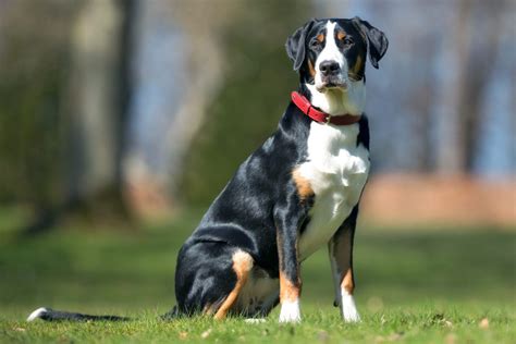 greater swiss mountain dog breed information  characteristics