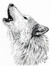 Wolf Howling Drawing Head Moon Tattoo Coloring Pages Artwanted Gayle Taylor Drawings Animal Sketches Wolfs Realistic Draw Tattoos Grigg Gilberto sketch template