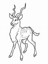 Antelope Kudu Coloring Pages Drawing African Pronghorn Printable Woodland Supercoloring Crafts Getdrawings Dot sketch template