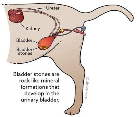 bladder stones  cats vca animal hospital
