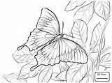 Butterfly Coloring Pages Blue Ulysses Butterflies Mountain Drawing Morpho Longwing Zebra Printable sketch template