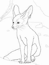 Fennec Fox Coloring Pages Drawing Wolf Baby Color Printable Template Sketch Supercoloring sketch template