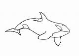 Orque Orca Whale Colouring Print Shamu sketch template