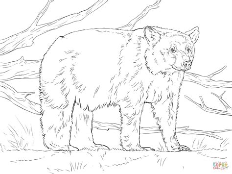 american black bear coloring page coloring home